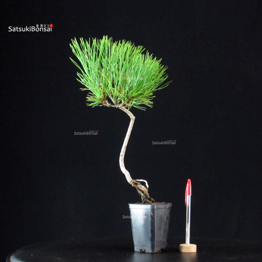 6113_1-Pinus-thunbergii-kuromatsu Pinus Thunbergii - Pino nero - immagine 1