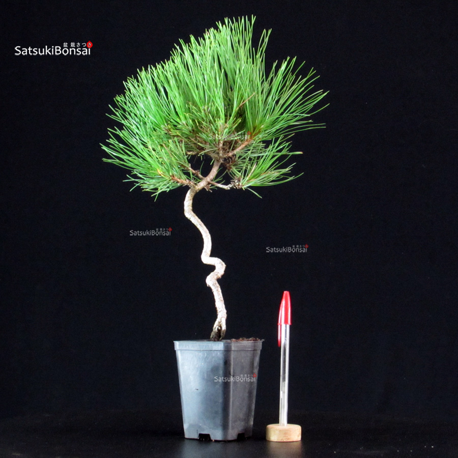 6115_1-Pinus-thunbergii-kuromatsu Pinus Thunbergii - Pino nero - immagine 1