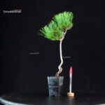 Pinus Thunbergii - Pino nero