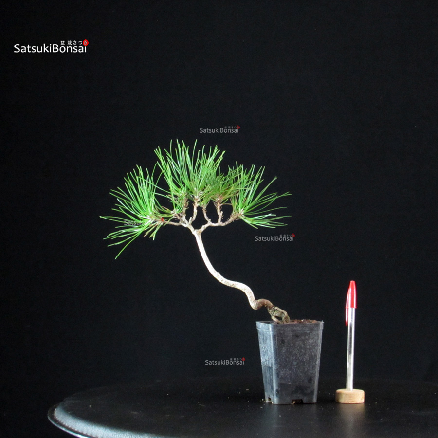 6117_1-Pinus-thunbergii-kuromatsu Pinus Thunbergii - Pino nero - immagine 1