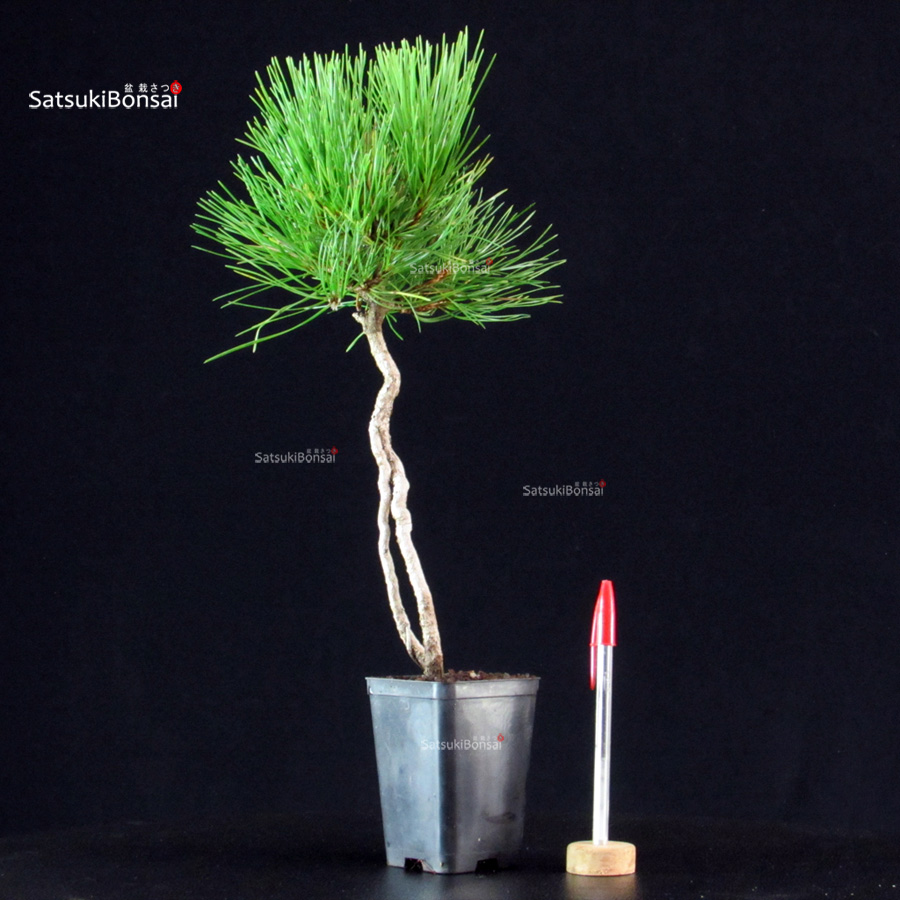 6119_1-Pinus-thunbergii-kuromatsu Pinus Thunbergii - Pino nero - immagine 1
