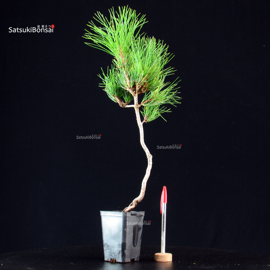 6120_1-Pinus-thunbergii-kuromatsu Pinus Thunbergii - Pino nero - immagine 1