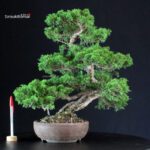 Juniperus Chinensis Itoigawa