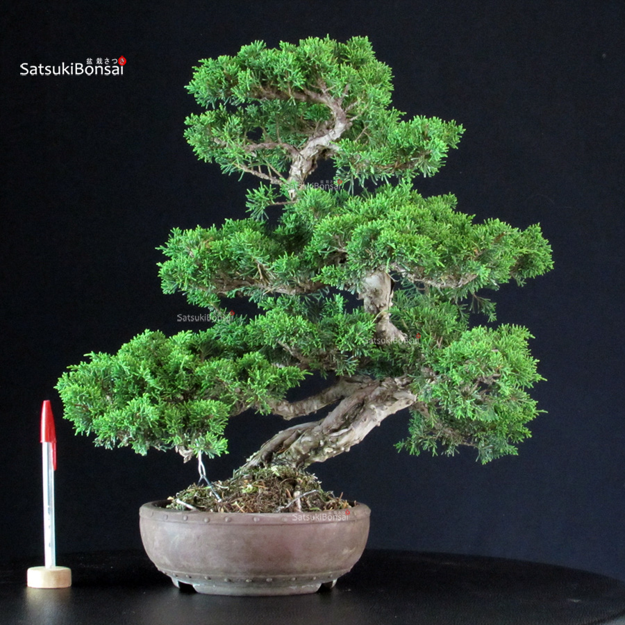 Juniperus Chinensis Itoigawa