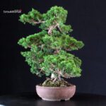 Juniperus Chinensis Itoigawa - immagine 2