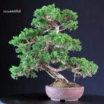 Juniperus Chinensis Itoigawa - immagine 3