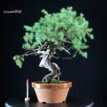 Juniperus Rigida - Tosho
