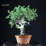 Juniperus Rigida - Tosho - immagine 2