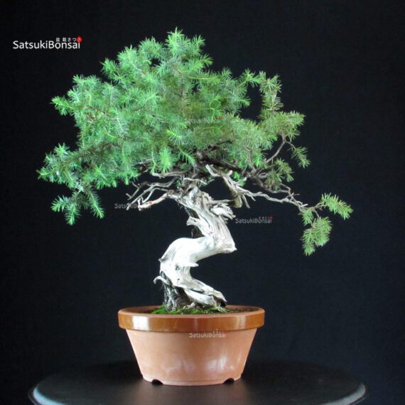 Juniperus Rigida - Tosho - immagine 3