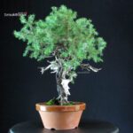 Juniperus Rigida - Tosho - immagine 4
