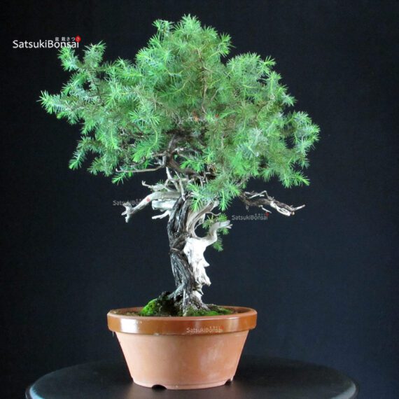 Juniperus Rigida - Tosho - immagine 4