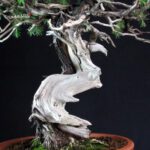 Juniperus Rigida - Tosho - immagine 5