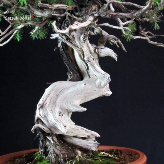Juniperus Rigida - Tosho - immagine 5