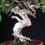 Juniperus Rigida - Tosho - immagine 6