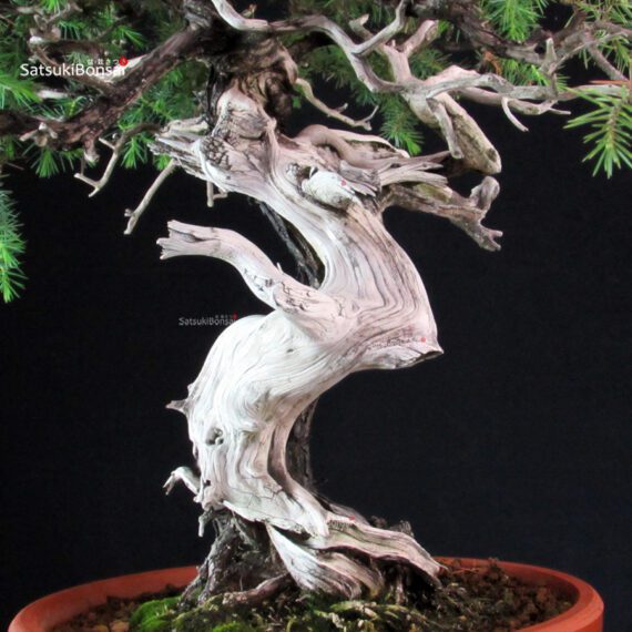 Juniperus Rigida - Tosho - immagine 6