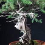 Juniperus Rigida - Tosho - immagine 7