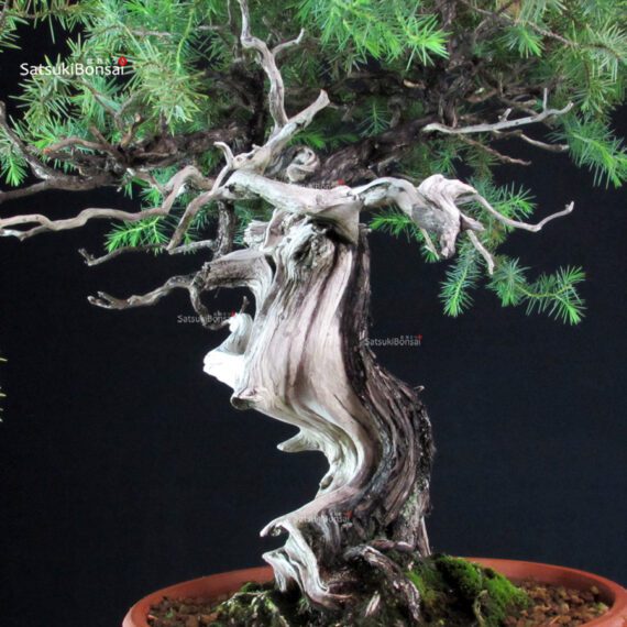Juniperus Rigida - Tosho - immagine 7