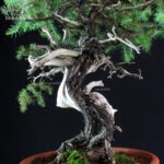 Juniperus Rigida - Tosho - immagine 8