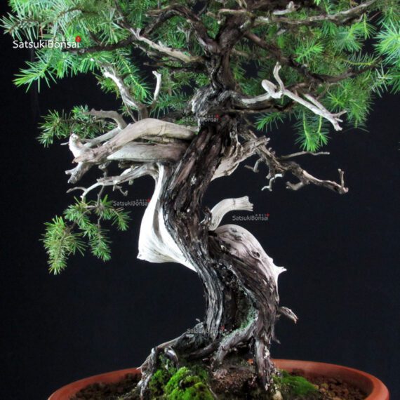 Juniperus Rigida - Tosho - immagine 8