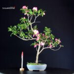 Camellia Japonica Kantsubaki