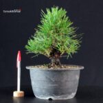 Pinus Thunbergii Kuromatsu- pino nero