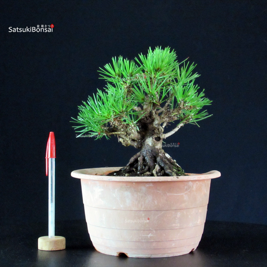 6185_1-Pinus-thunbergii-kuromatsu Pinus Thunbergii Kuromatsu- pino nero - immagine 1