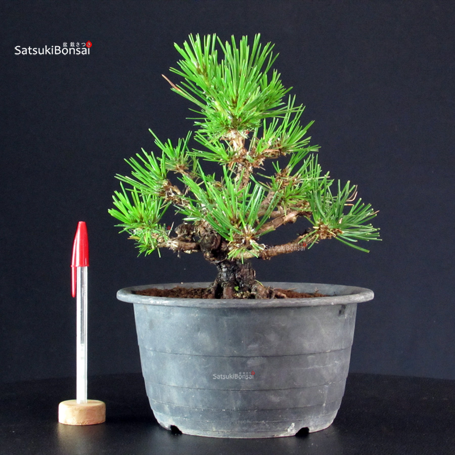 6186_1-Pinus-thunbergii-kuromatsu Pinus Thunbergii Kuromatsu- pino nero - immagine 1