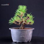 Pinus Thunbergii Kuromatsu- pino nero - immagine 3