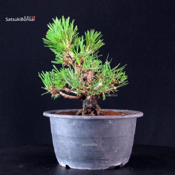 Pinus Thunbergii Kuromatsu- pino nero - immagine 4