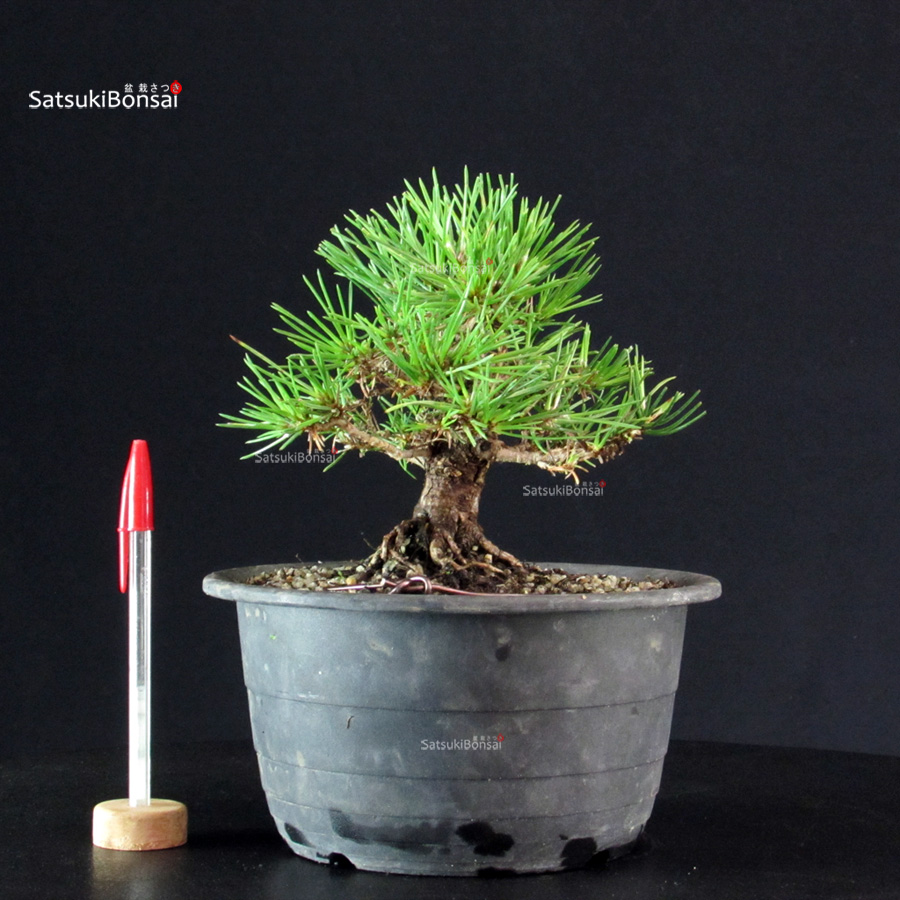 6187_1-Pinus-thunbergii-kuromatsu Pinus Thunbergii Kuromatsu- pino nero - immagine 1