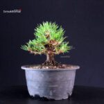 Pinus Thunbergii Kuromatsu- pino nero - immagine 3