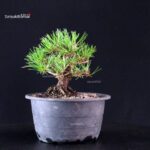 Pinus Thunbergii Kuromatsu- pino nero - immagine 4