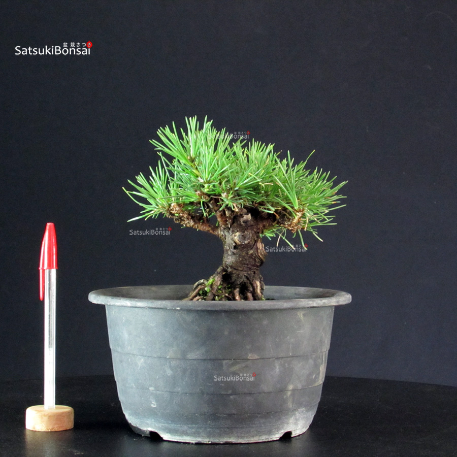 6188_1-Pinus-thunbergii-kuromatsu Pinus Thunbergii Kuromatsu- pino nero - immagine 1