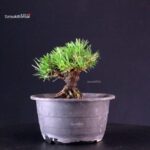 Pinus Thunbergii Kuromatsu- pino nero - immagine 2