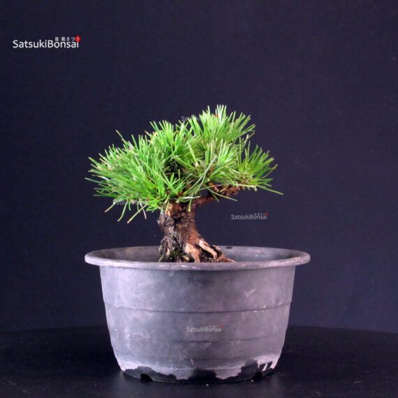 Pinus Thunbergii Kuromatsu- pino nero - immagine 3