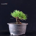 Pinus Thunbergii Kuromatsu- pino nero - immagine 4
