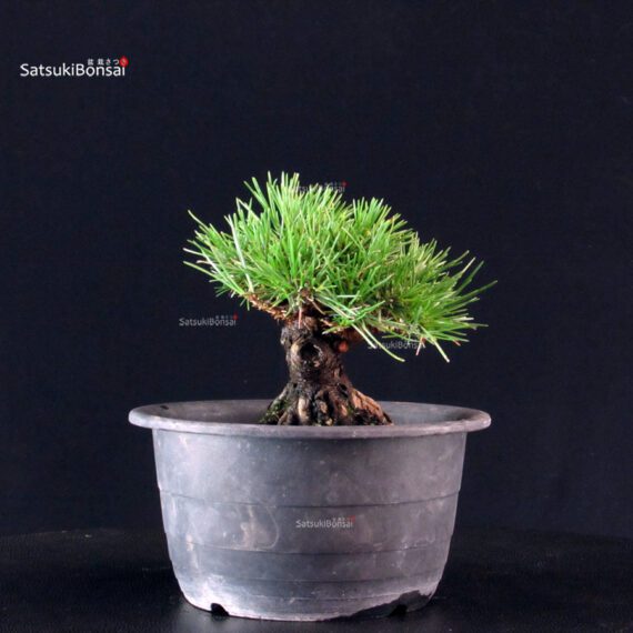 Pinus Thunbergii Kuromatsu- pino nero - immagine 4