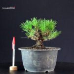 Pinus Thunbergii Kuromatsu- pino nero