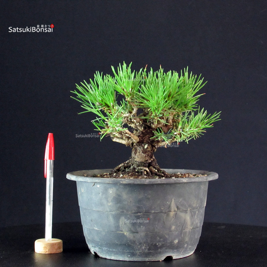 6189_1-Pinus-thunbergii-kuromatsu Pinus Thunbergii Kuromatsu- pino nero - immagine 1