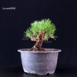 Pinus Thunbergii Kuromatsu- pino nero - immagine 2