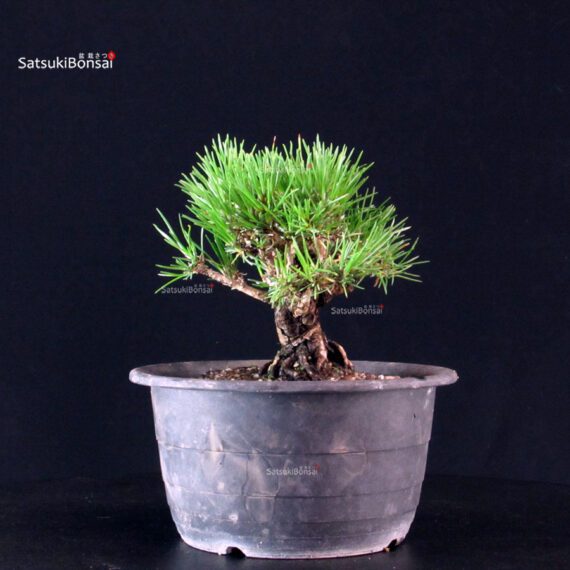 Pinus Thunbergii Kuromatsu- pino nero - immagine 4