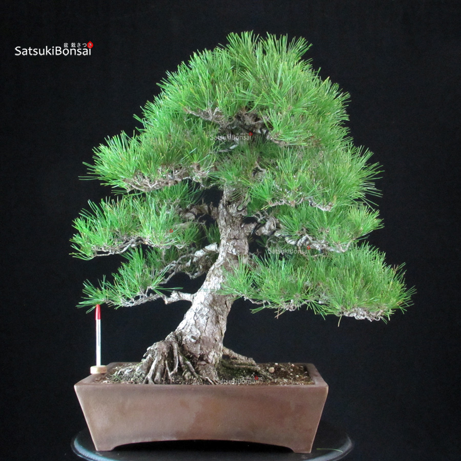 6265_1-Pinus-thunbergii-kuromatsu Pinus Thunbergii Kuromatsu - immagine 1