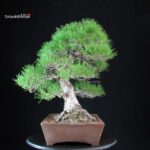 Pinus Thunbergii Kuromatsu - immagine 2