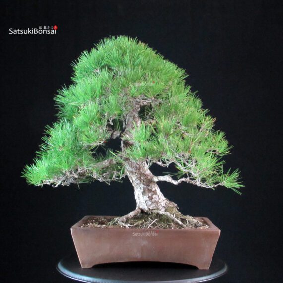 Pinus Thunbergii Kuromatsu - immagine 3