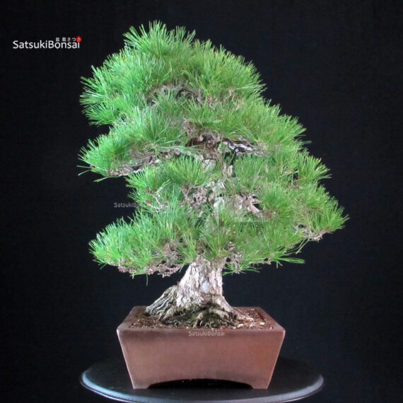 Pinus Thunbergii Kuromatsu - immagine 4