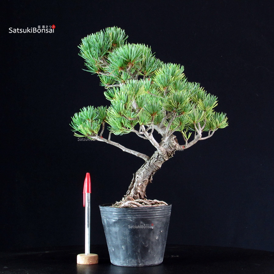 6295_1-Pinus-pentaphylla-Miyajima Pinus Pentaphylla - Goyomatsu Miyajima - immagine 1