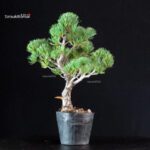 Pinus Pentaphylla - Goyomatsu Miyajima - immagine 2