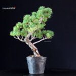 Pinus Pentaphylla - Goyomatsu Miyajima - immagine 3