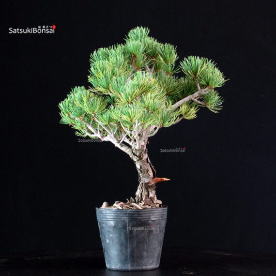 Pinus Pentaphylla - Goyomatsu Miyajima - immagine 4