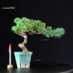 Pinus Pentaphylla - Goyomatsu Miyajima